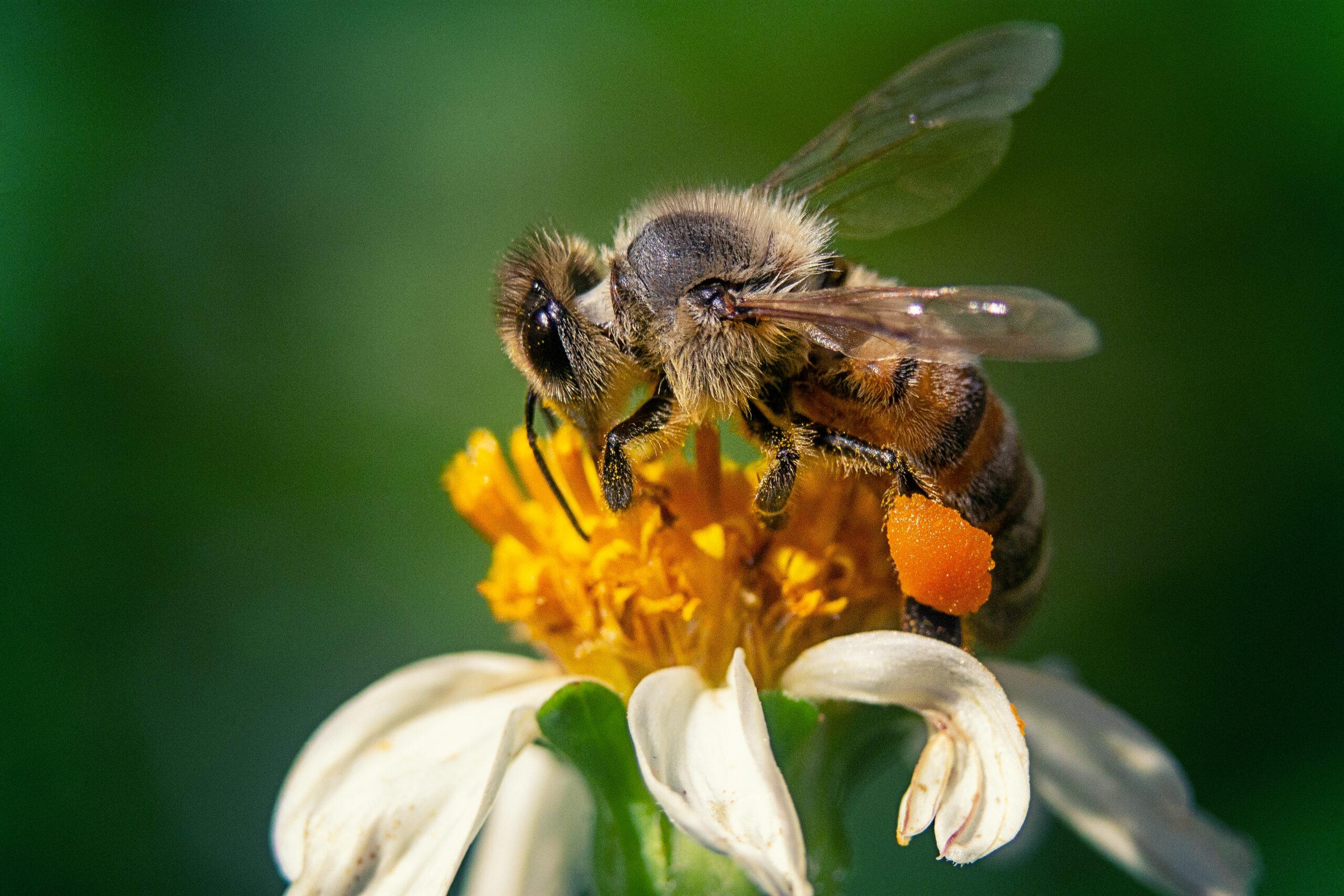 A closeup shot of a bee on a chamomile flower