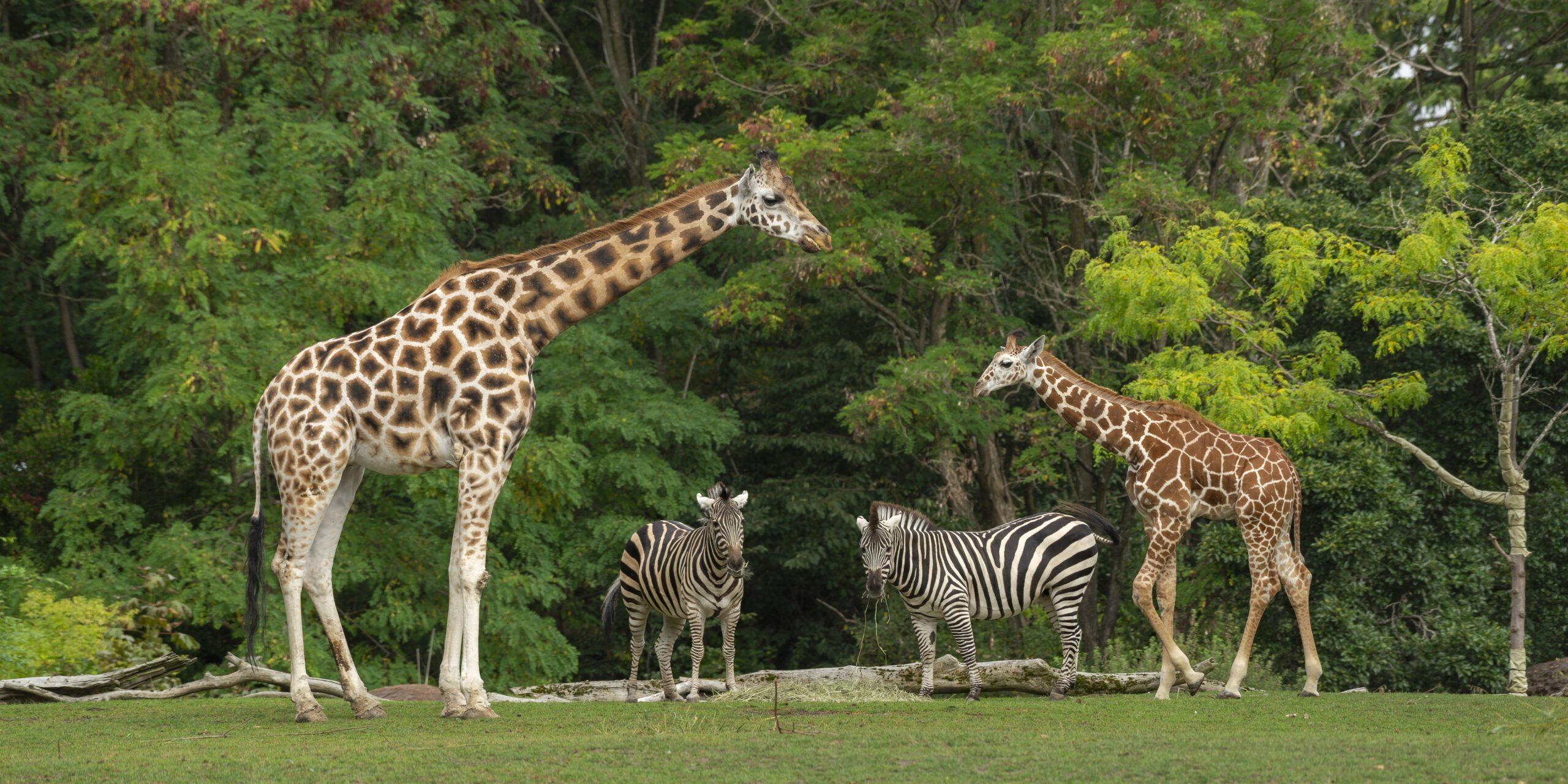 A wide shot of a baby giraffe near its mother and two zebras with green trees in the background