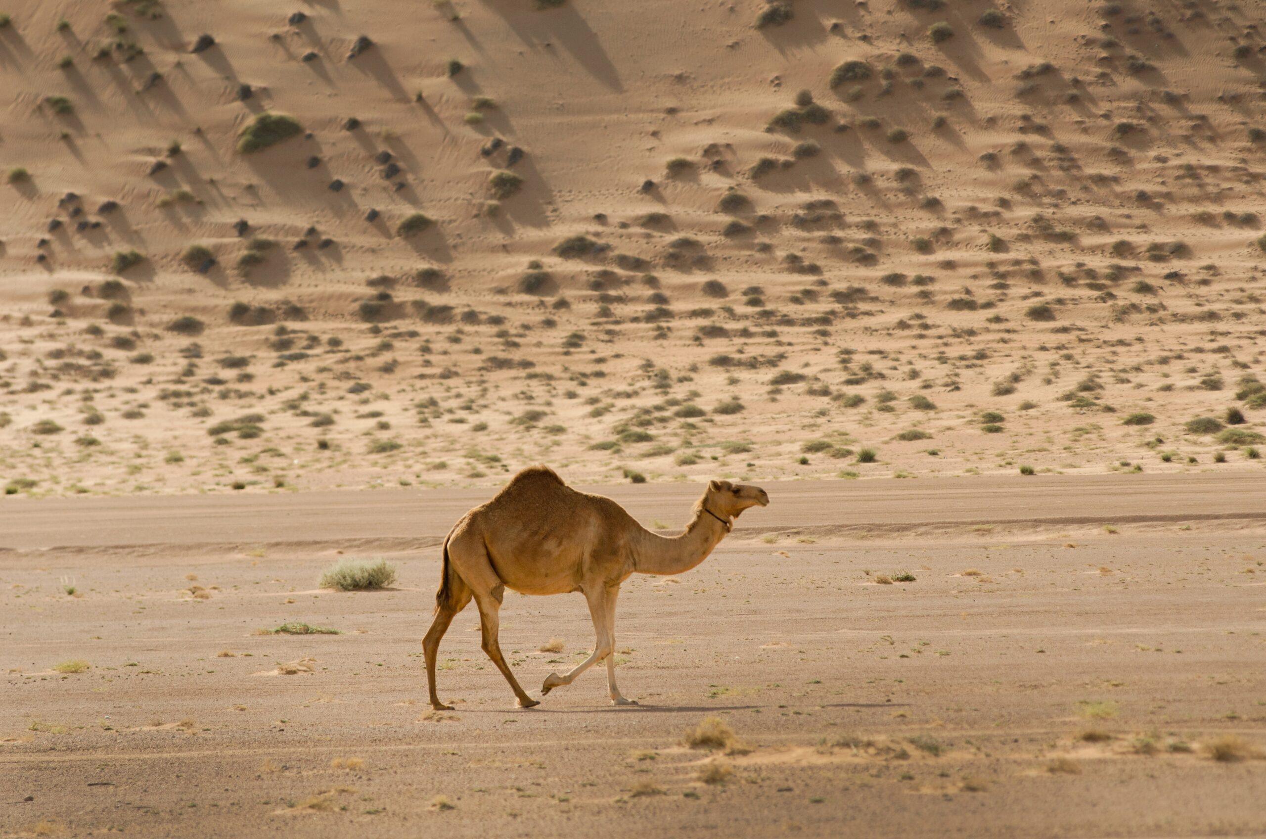 A shot of a camel roaming around in the desert during the day