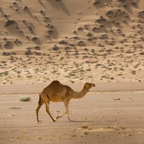A shot of a camel roaming around in the desert during the day